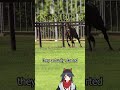 Umamusume Lore You Didn't Know: Kitasan Black's Boot Camp