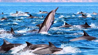 (4K) 'Dolphin Delight: Exploring the Enchanting World of Marine Marvels'