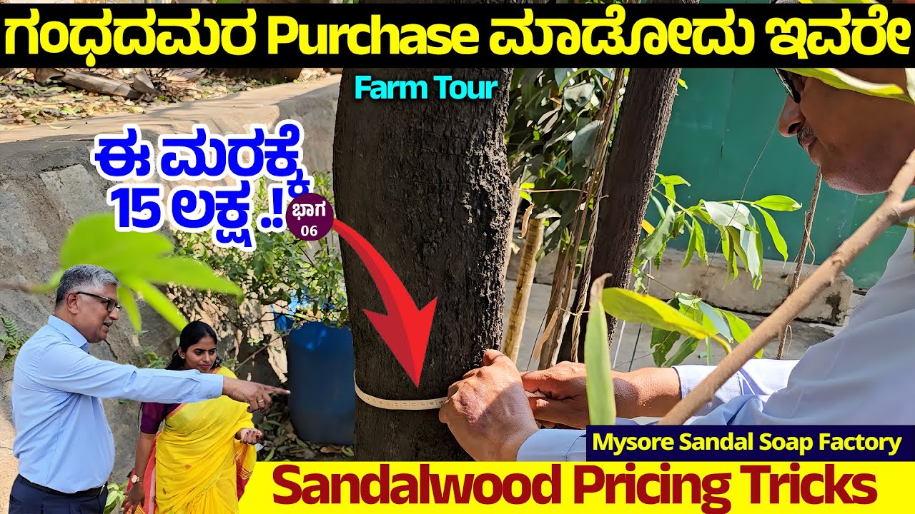 ಈ 1 ಗಂಧದ ಮರಕ್ಕೆ15 ಲಕ್ಷ  ! ಗಂಧದ ಮರದ ಬೆಲೆ ಹೇಗೆ ಫಿಕ್ಸ್ ಮಾಡ್ತಾರೆ ನೋಡಿ -Mysore Sandal Soap Factory Tour-6