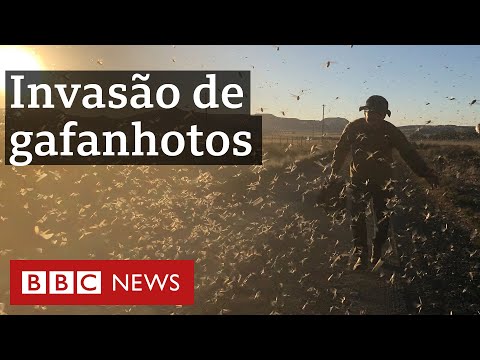 Vídeo: Os gafanhotos estão na África?