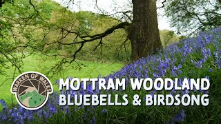Bluebells & Birdsong - Mottram Woodland - #walking #quietwalks #hiking #countryside #bluebells