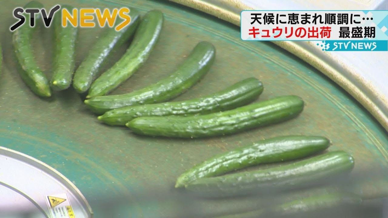 順調に生育】「新鮮さと歯ごたえ、甘味が揃った」キュウリの収穫が最盛