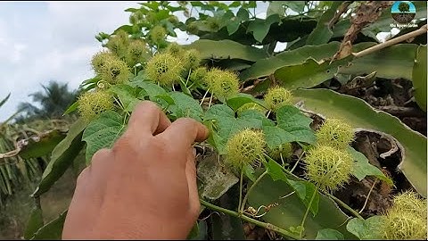 Đi hái đọt nhãn lồng (lạc tiên) mọc hoang món rau luộc ngon mà miễn phí