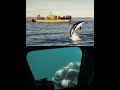 Yellow Submarine - Avistaje submarino de ballenas francas australes.