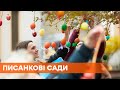 Писанковая стометровка. На Прикарпатье украинцы украсили деревья крашенками