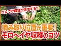 【モロヘイヤ栽培】収穫量アップ!摘み取る位置が重要な収穫のコツ【シェア畑】【農園ライフ】