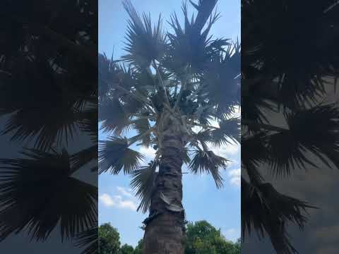 قصر للبيع اجمل قصور مصر في منطقه المنصوريه دقائق كارفور وهايبر وان قصور للبيع