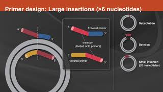 Overview of the Q5® Site-Directed Mutagenesis Kit