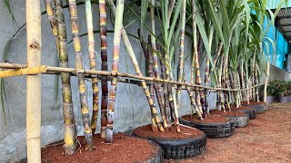 How to grow sugarcane from sugarcane plants. How to take care of sugarcane plants
