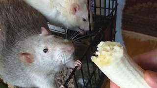 Rats vs banana