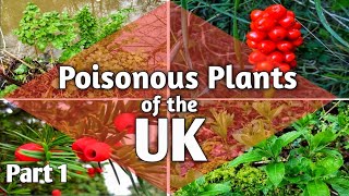 Poisonous plants of the UK- Part 1