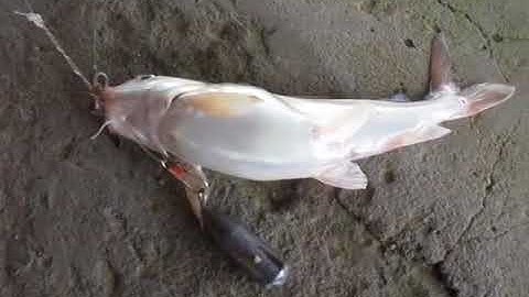 Thú vui dân dã - Câu cá Úc cực đã ở sông Nhà Bè