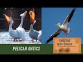 Pelican Antics & Swallowing Large Fish