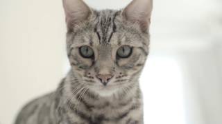 Royal Canin Urinary Health - Think Inside the Box
