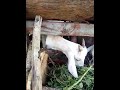 Siaya Goats Eating - Global Mission for Children Kenya