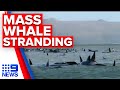 270 whales stranded along Tasmanian coast | 9 News Australia