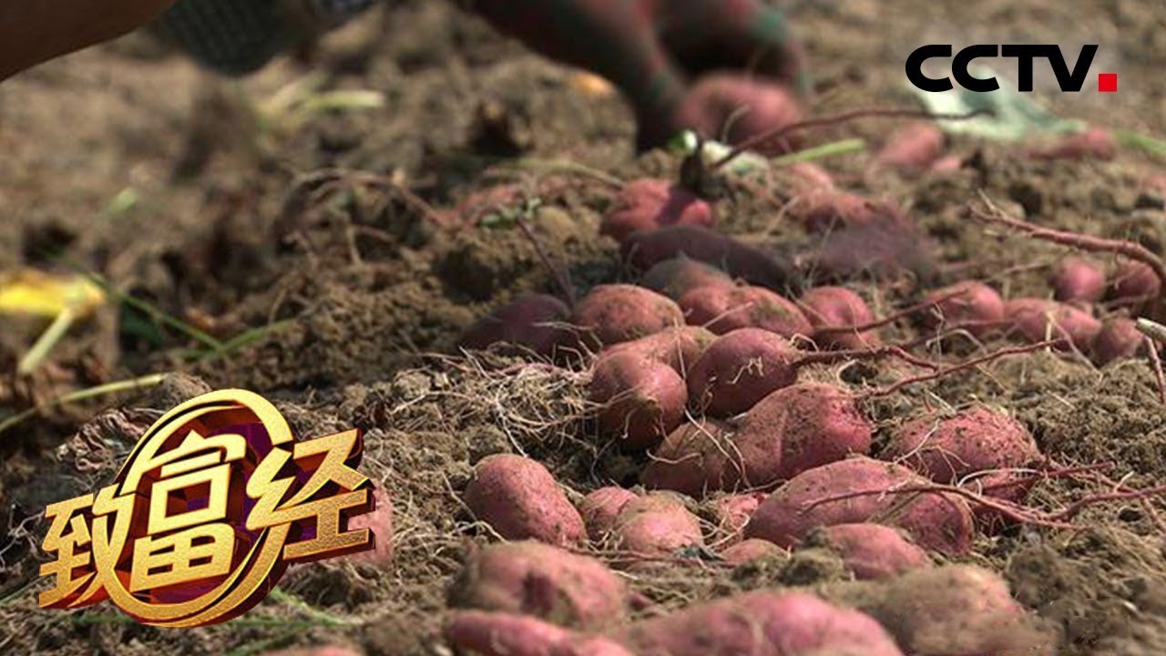 《致富经》 20180605 四个亿顶呱呱 全靠小地瓜 | CCTV农业