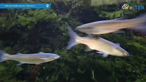 LTSER Dutch Wadden Sea Area - Netherlands