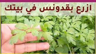 طريقة زراعة البقدونس (المعدنوس - المقدونس) في المنزل