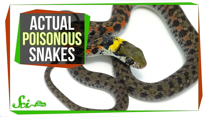 Behold—Poisonous Snakes! (Yes, You Read That Right) - DayDayNews