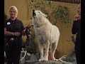 White Arctic Wolf Howling (SD Zoo)