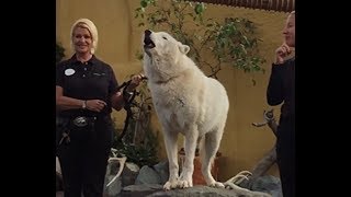 White Arctic Wolf Howling (SD Zoo)