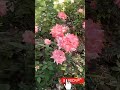 PINK ROSE H2H