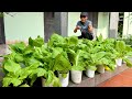 Tips For Growing Vegetables For Lazy People, Super Savings And Fast Harvest