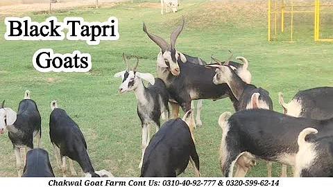 Black Tapri Goats like black gold | 30 June 2025 | Chakwal Goat Farm |