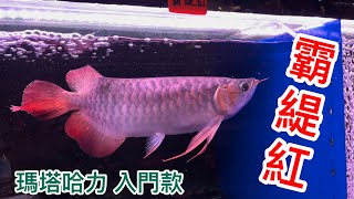 印尼瑪塔哈力魚場入門款霸緹紅（已讓藏）#紅龍魚#龍魚專賣店 ... 