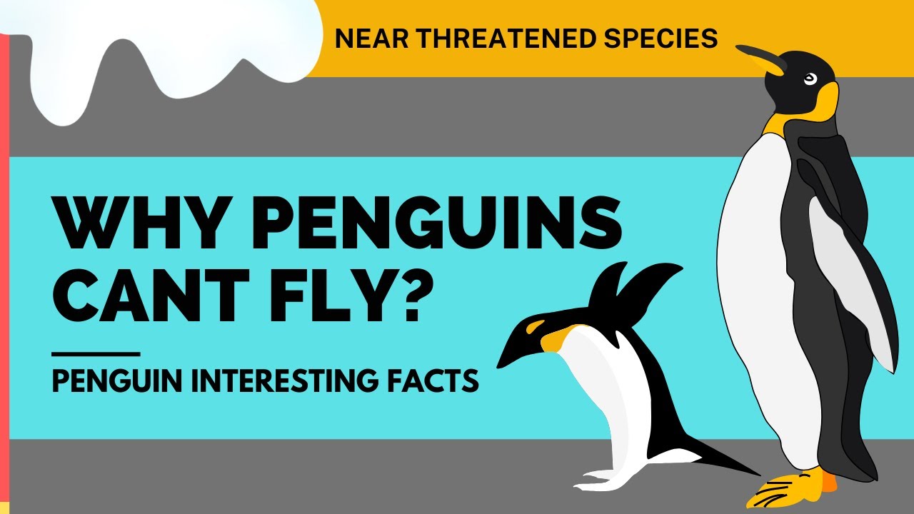 Top 12 Penguin Facts Why Penguins Cannot Fly YouTube Top 12 Penguin Facts Why Penguins Cannot Fly YouTube