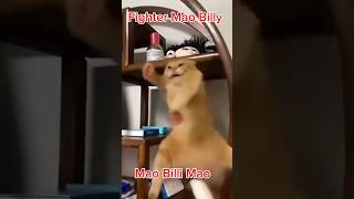 #funny Cat 🐈 #funny #comedy #funny Mao Billi Mao #zameerofficial07