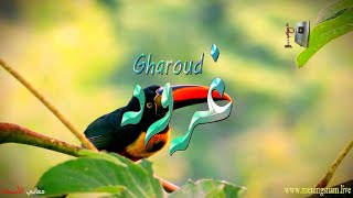 ما معنى اسم #غرود وبعض من صفات حاملة هذا الاسم على قناة معاني الاسماء #ghroud