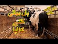 Kitne Ka Liya - Malir Cattle Mandi Karachi