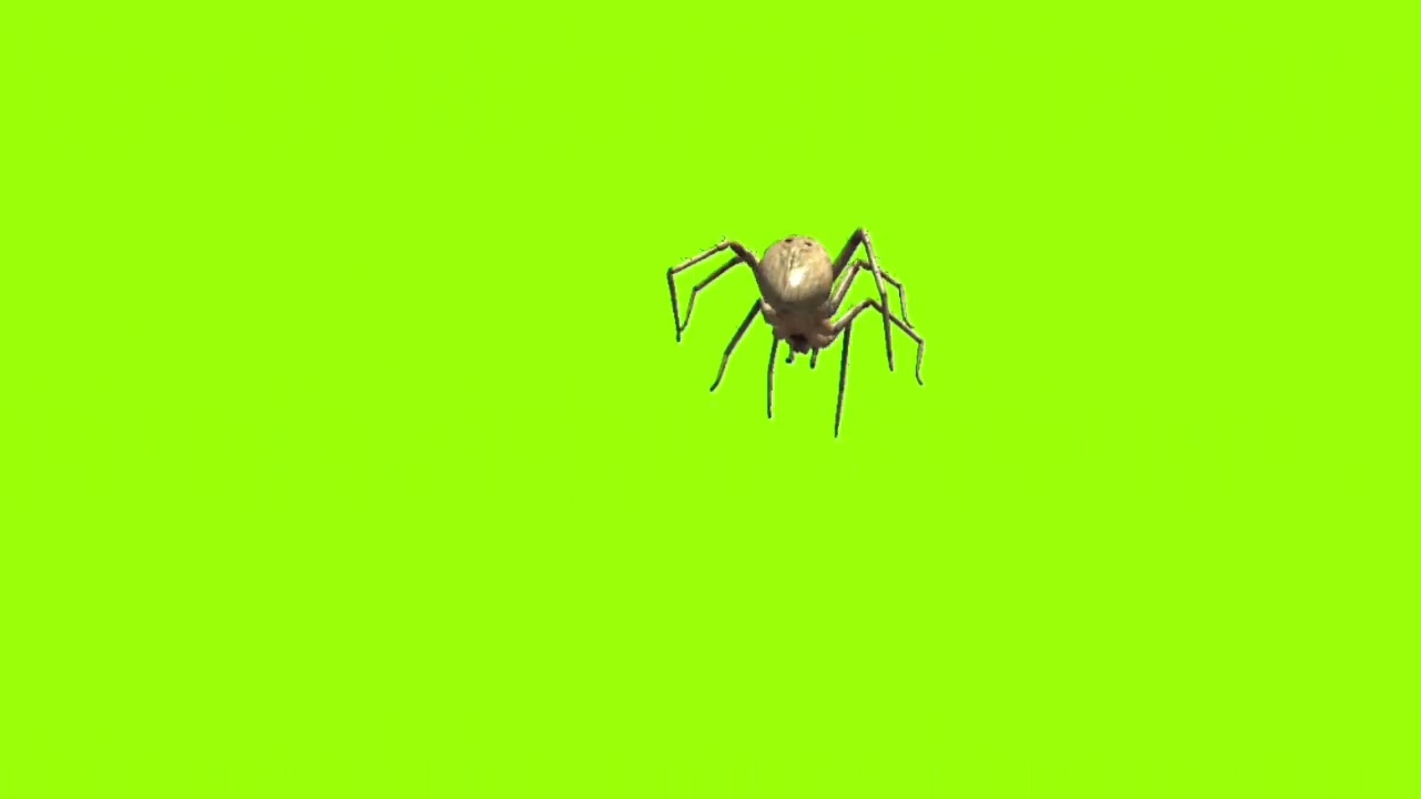 Comer outside spider green screen। green screen। green screen। ostad animation