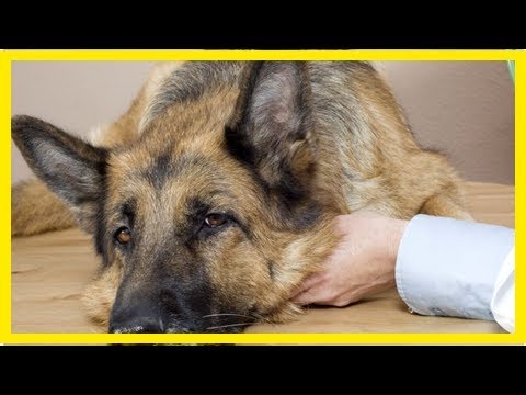Symptome von Niereninsuffizienz bei Hunden