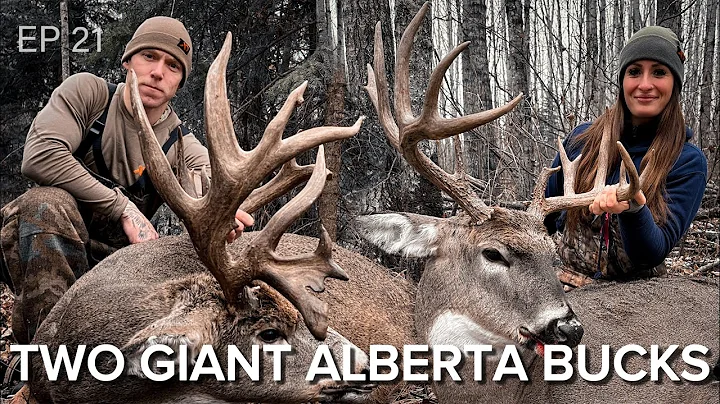 2 GIANT ALBERTA BUCKS - BorealHuntsman - 4K - Whitetail Hunt - DIY Public