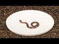 Can Baby Snakes Control There Venom?