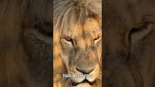 Lion like you've never seen 👀