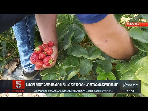 ''შთაბეჭდილება მრჩება, რომ ვართ გაყიდული მონები'' - გერმანიაში ლეგალურად დასაქმებული ქართველები