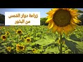 زراعة دوار الشمس من البذور خطوة خطوة 