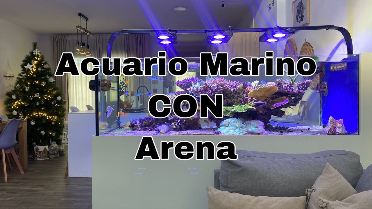 Pros y Contras del Acuario con Arena 