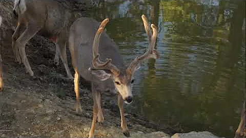2021 The Choice - Episode 1 - Trailer - Colorado Mule Deer Madness - Pt.1