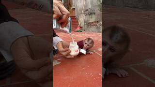 That monkey is so cute!😘😘🍼🍼