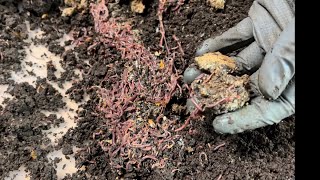 Do Red Wigglers Love Vegetable Powder? Plus Grow Out Bin Feed and Refresh