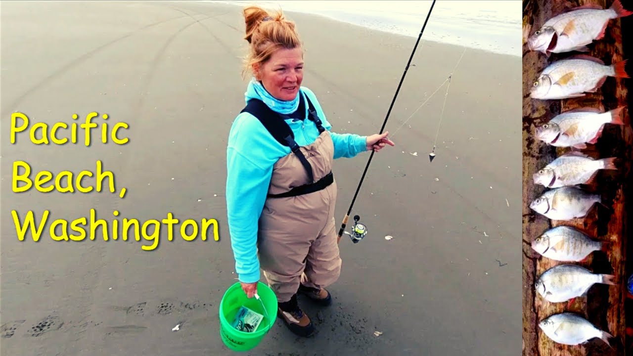 Surf Perch Fishing Washington State Catch & Cook YouTube