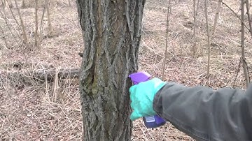 Drill and Fill Invasive Tree Treatment