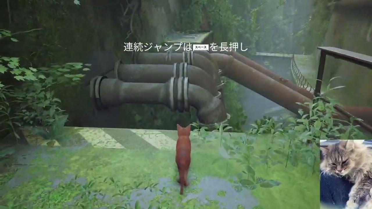 ダイジェスト：ねこね、本物の猫になる。#1 (ﾟ、｡｀フStray【ねこねちゃむNekoneCham】【2022年8月20日】