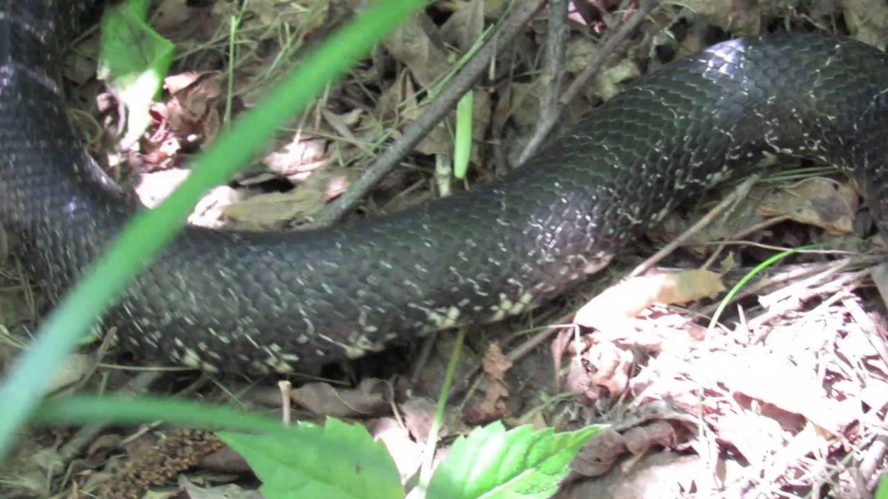 critters attack My first wild-seen Kingsnake (Lampropeltis nigra)