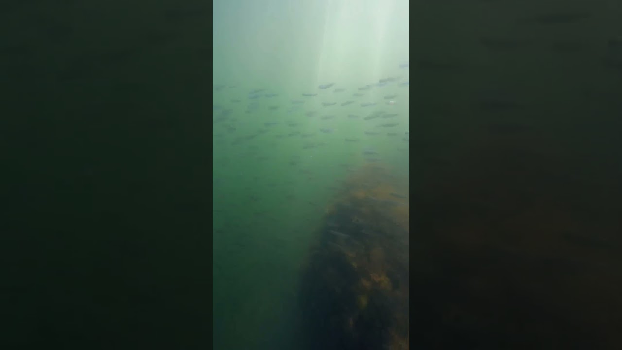 Beautiful sealife in the Halifax Harbour 